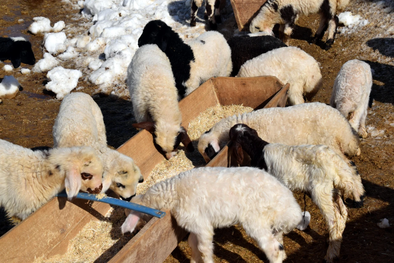 İstanbul’u Bırakıp Köyüne Döndü, Sürüsünü 680’E Çıkardı (7)