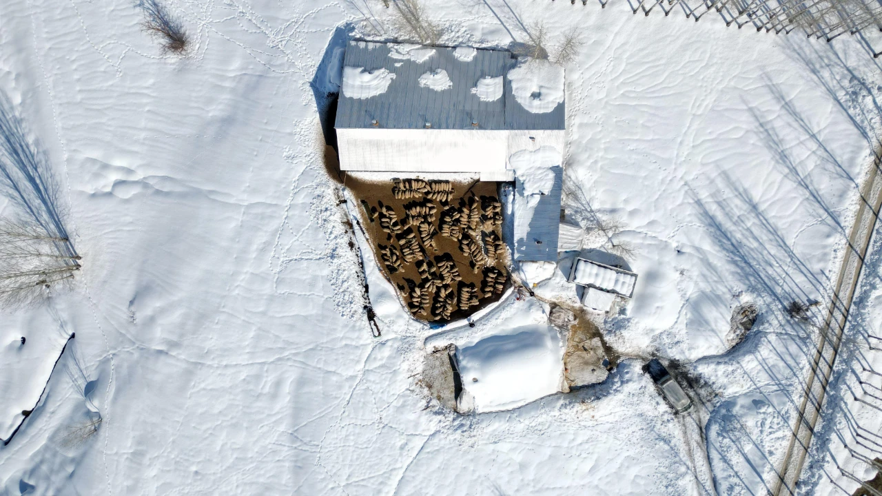 İstanbul’u Bırakıp Köyüne Döndü, Sürüsünü 680’E Çıkardı (9)