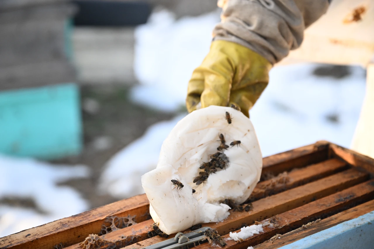 Kahramanmaraş Depreminde Arılarını Kaybeden Arıcı, Devlet Desteğiyle Üretime Devam Etti (7)