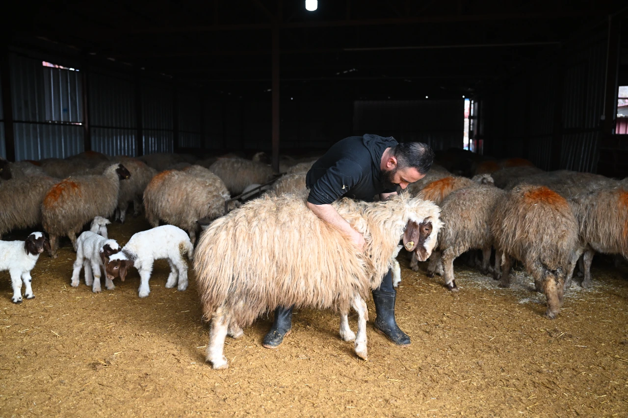 Kahramanmaraş Depreminde Tüm Hayvanlarını Kaybetti, Şimdi Üretimini Ikiye Katladı (17)
