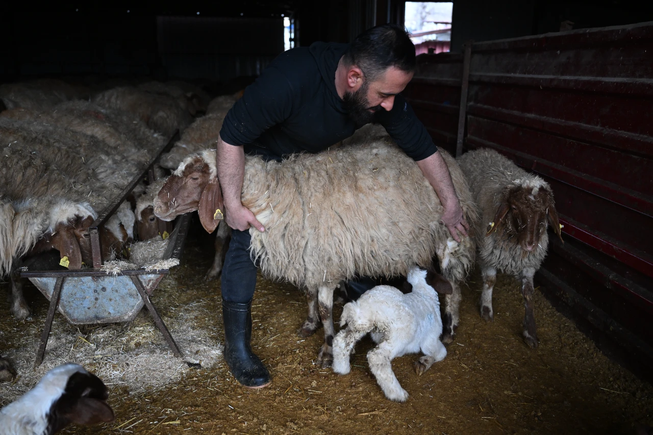 Kahramanmaraş Depreminde Tüm Hayvanlarını Kaybetti, Şimdi Üretimini Ikiye Katladı (7)