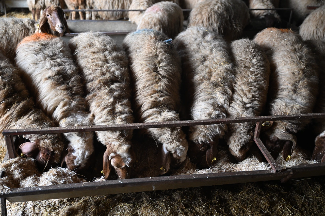 Kahramanmaraş Depreminde Tüm Hayvanlarını Kaybetti, Şimdi Üretimini Ikiye Katladı (8)