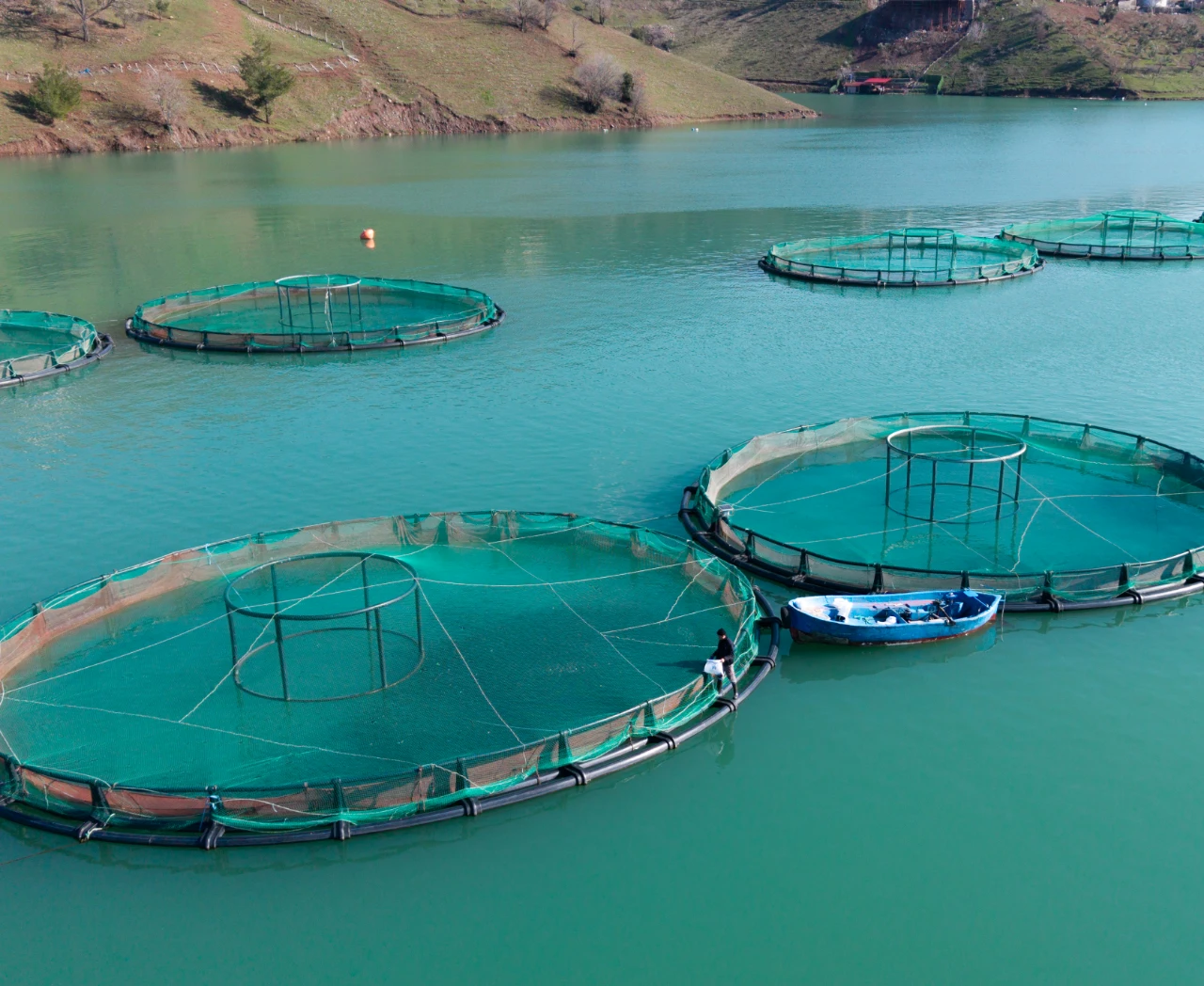 Kahramanmaraş'ta Somon Ve Alabalık Üretimiyle Bölge Ekonomisine Katkı (11)