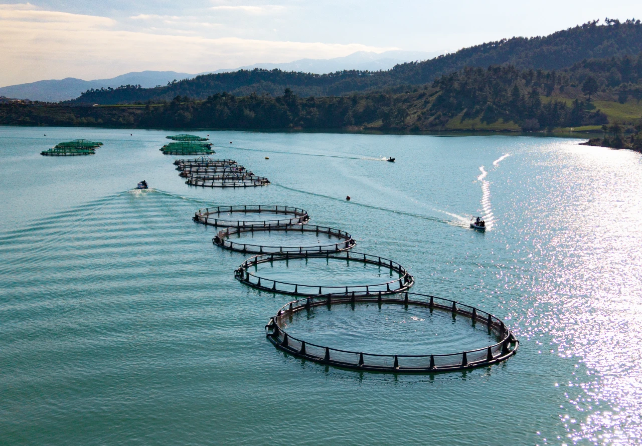 Kahramanmaraş'ta Somon Ve Alabalık Üretimiyle Bölge Ekonomisine Katkı (15)