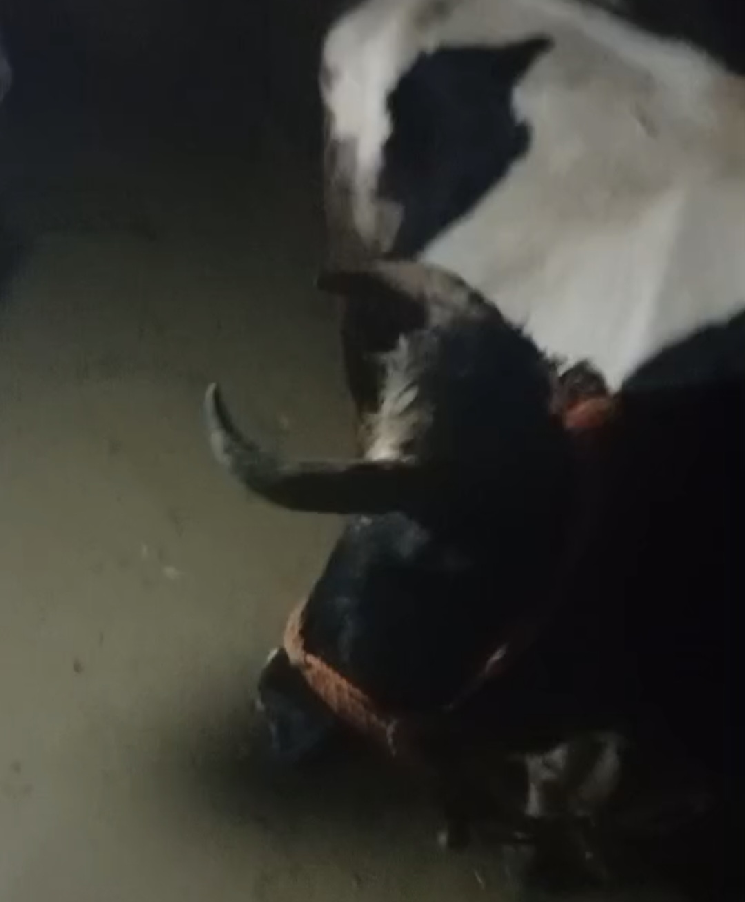 Samandağ’da Dere Taştı, Ev Ve Ahır Su Altında Kaldı4