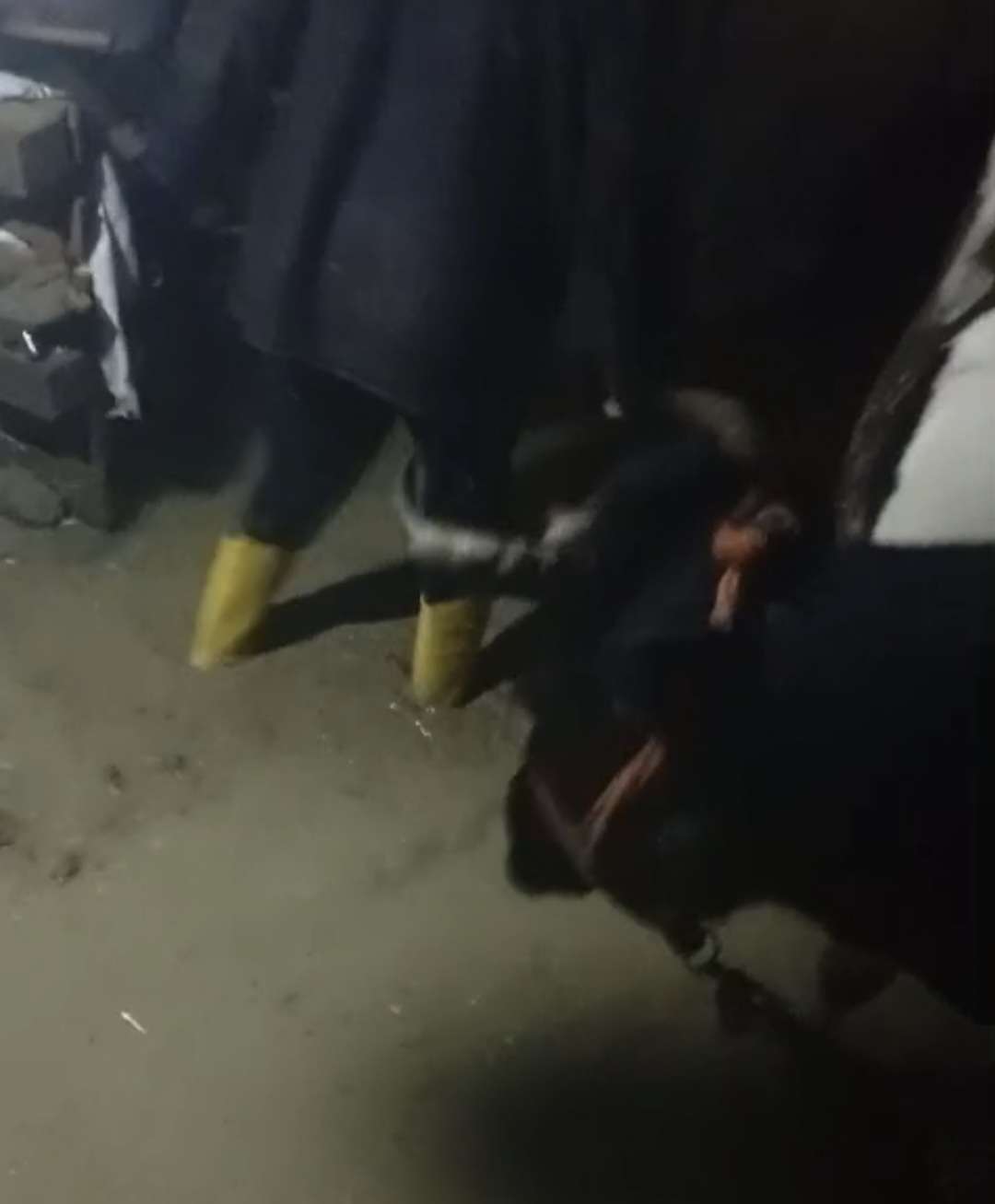 Samandağ’da Dere Taştı, Ev Ve Ahır Su Altında Kaldı5