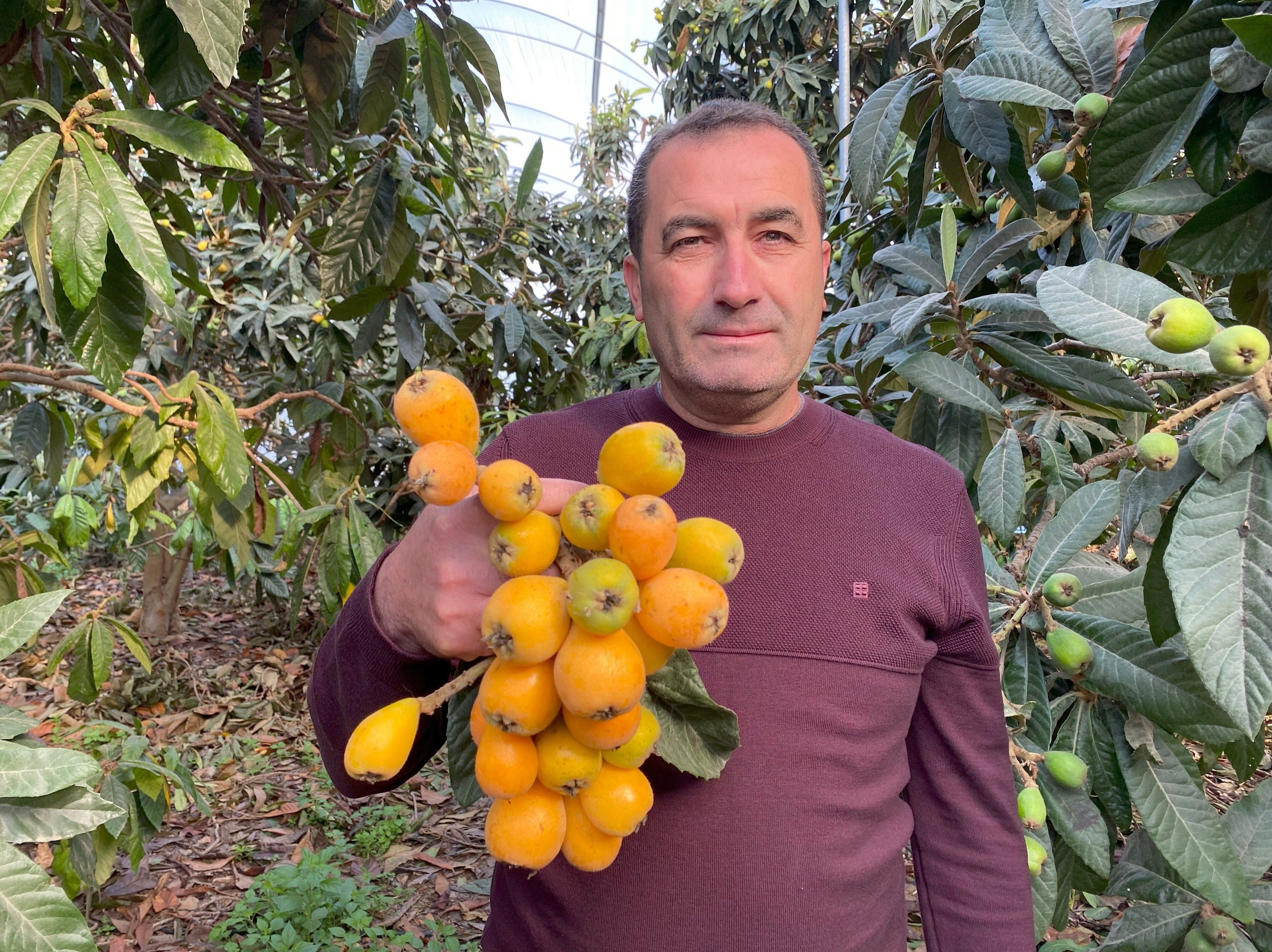 Sarı Altın Hasadı Başladı (1)-1