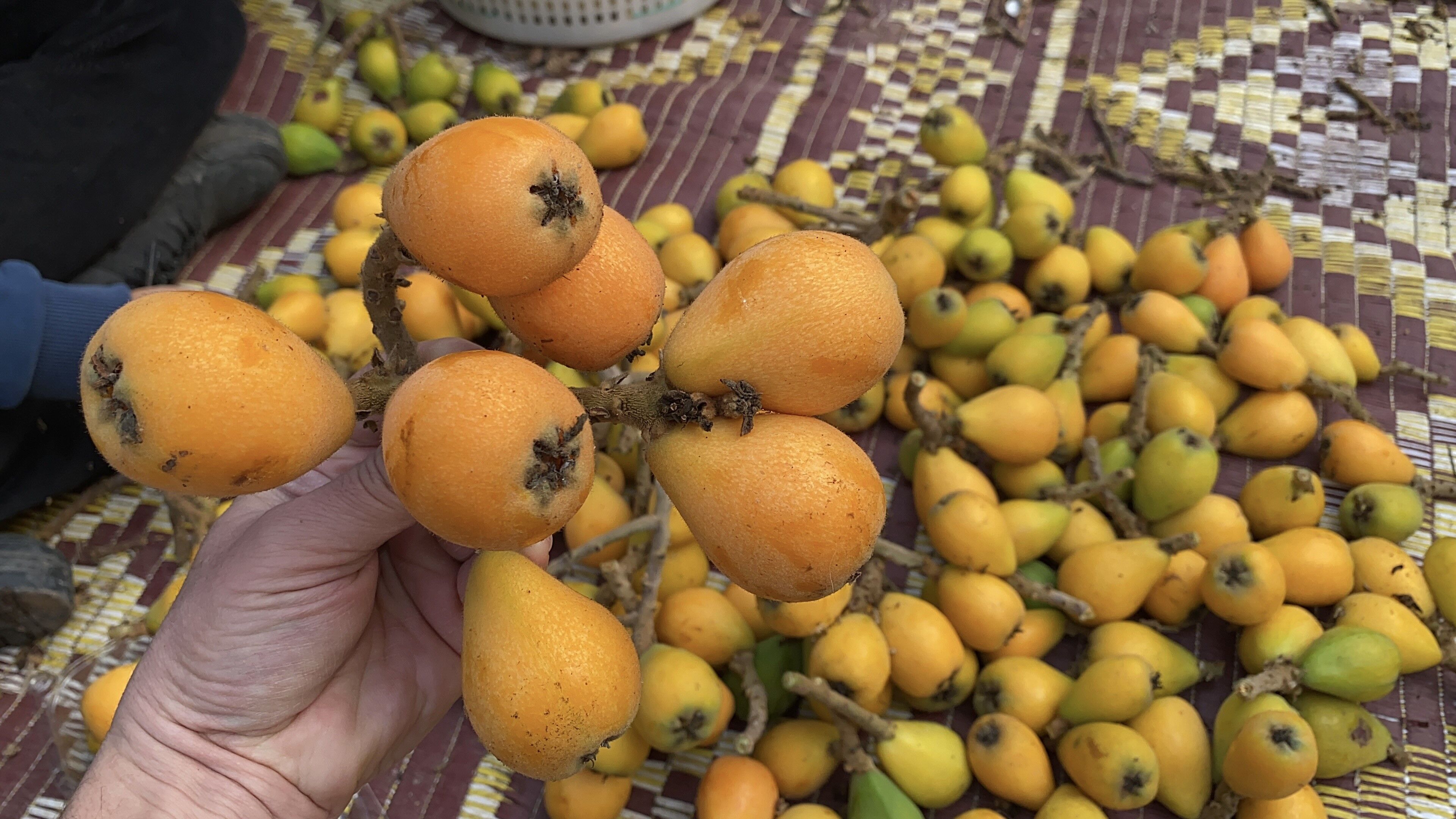 Sarı Altın Hasadı Başladı (2)