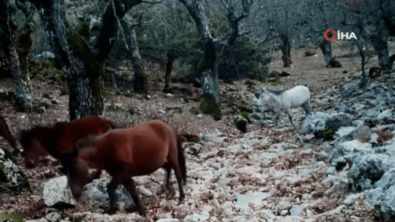 Yaban keçisi ve kurt aynı karede görüntülendi
