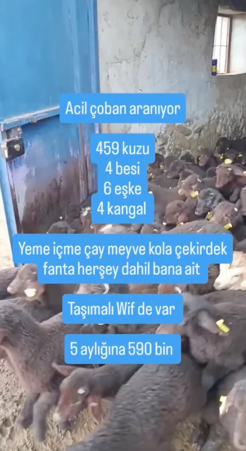 5 Ay İçin 590 Bin Tl Maaşla Çoban Aranıyor (1)