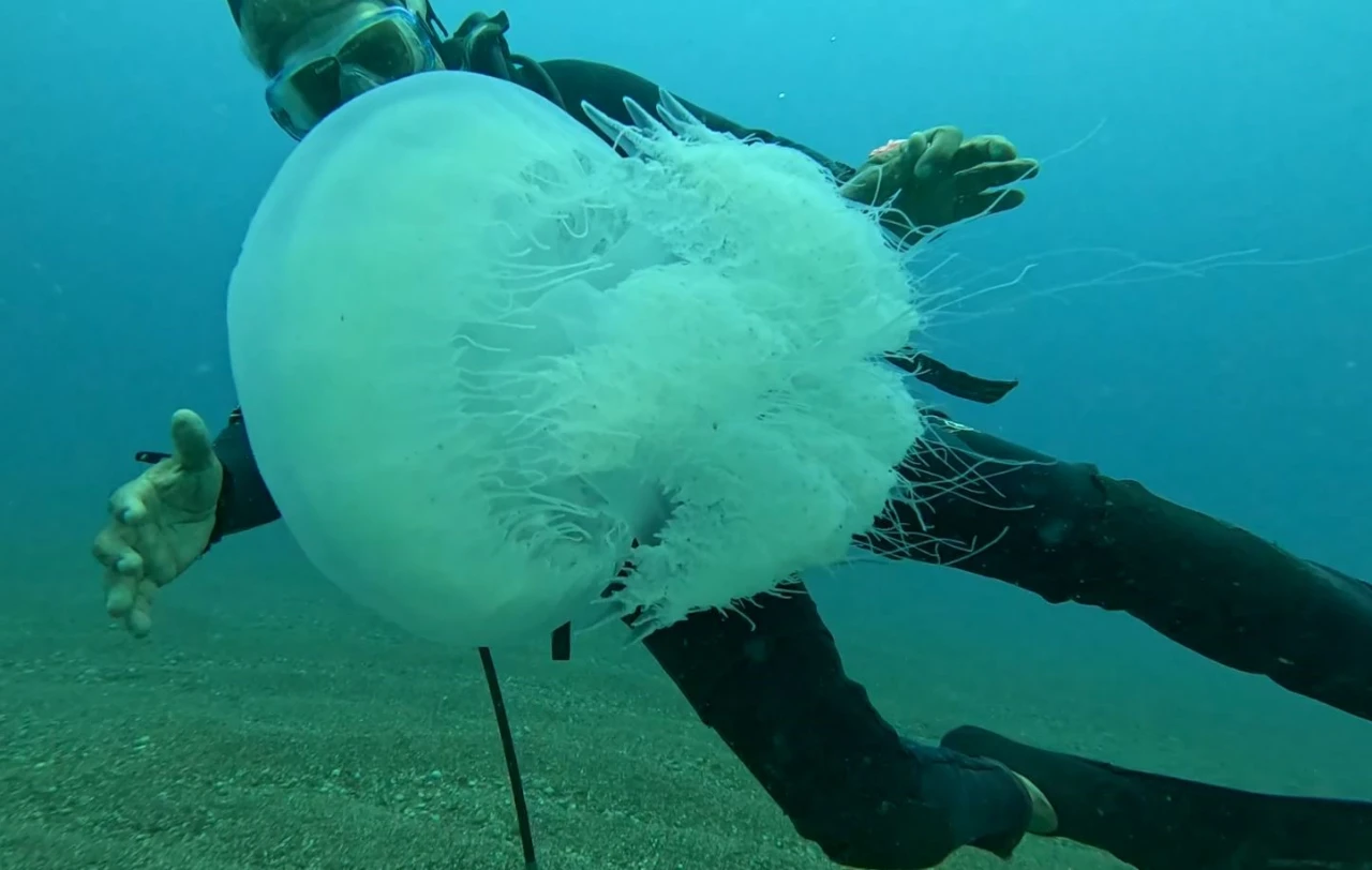 Antalya Körfezi’nde Dev Denizanası Yoğunluğu Balıkçıların Ağları Doldu (1)