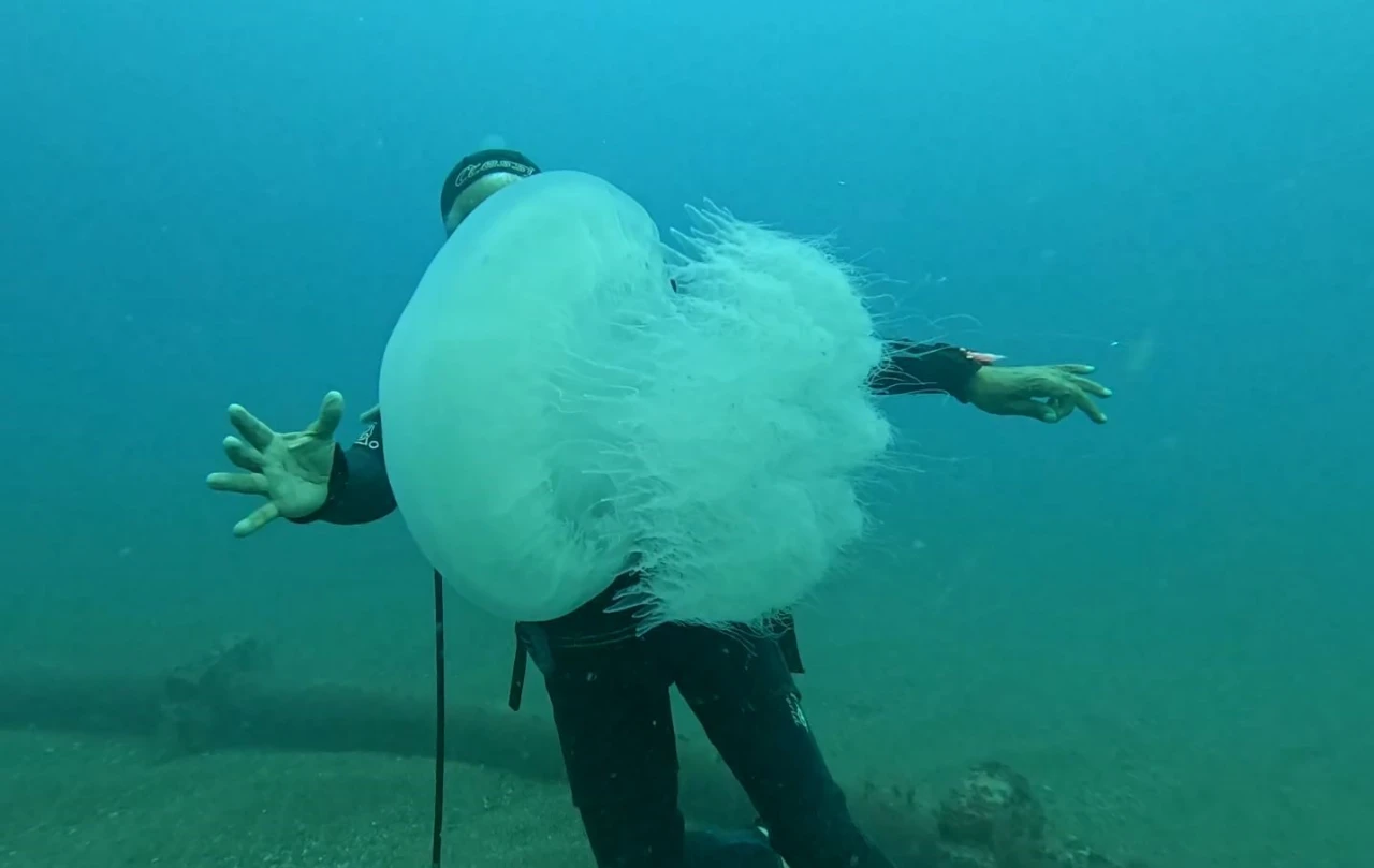 Antalya Körfezi’nde Dev Denizanası Yoğunluğu Balıkçıların Ağları Doldu (17)