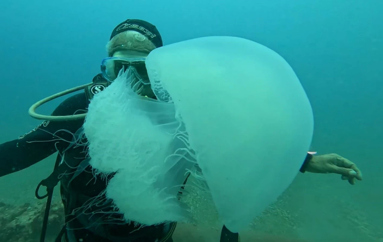 Antalya Körfezi’nde Dev Denizanası Yoğunluğu Balıkçıların Ağları Doldu (3)