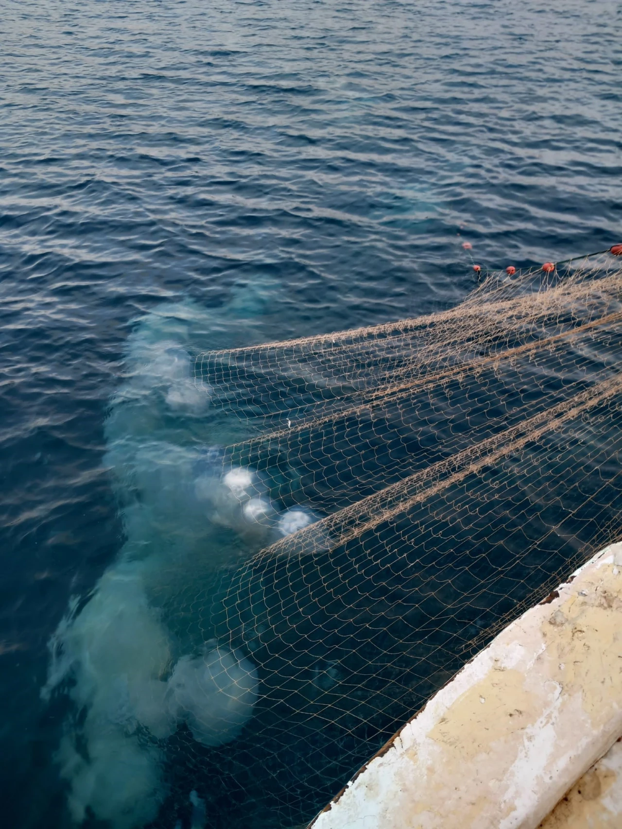Antalya Körfezi’nde Dev Denizanası Yoğunluğu Balıkçıların Ağları Doldu (4)