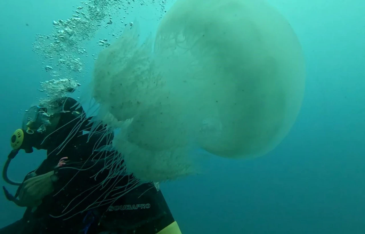 Antalya Körfezi’nde Dev Denizanası Yoğunluğu Balıkçıların Ağları Doldu (6)