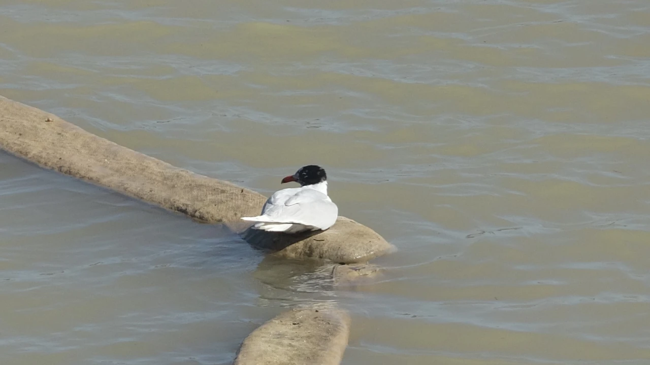 Antalya’da Film Gibi Kurtarma Misinalara Dolanan Martı Itfaiye Ekiplerince Kurtarıldı (5)