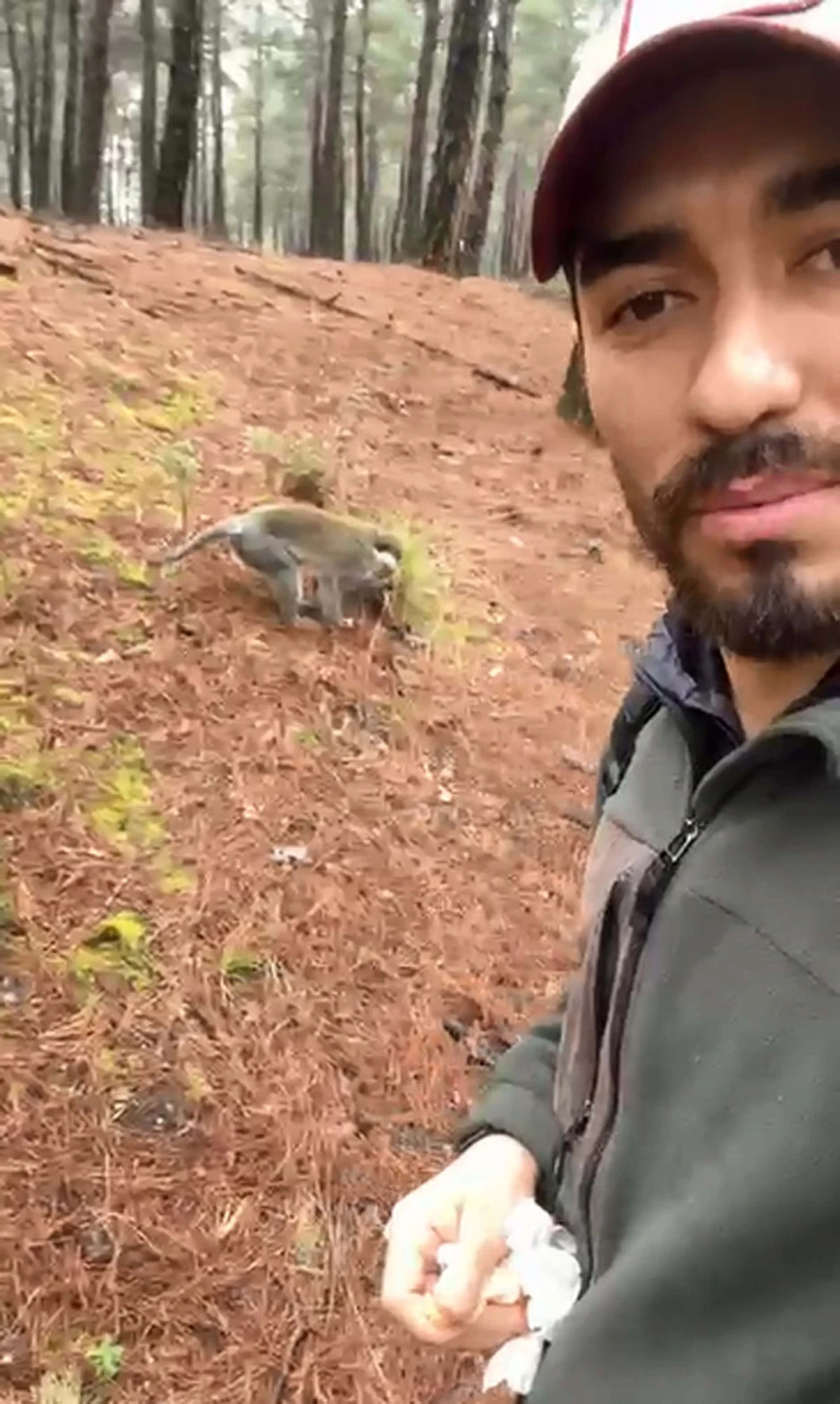 Denizli'de Ormanda Maymun Sürprizi! Simitle Besledi (2)