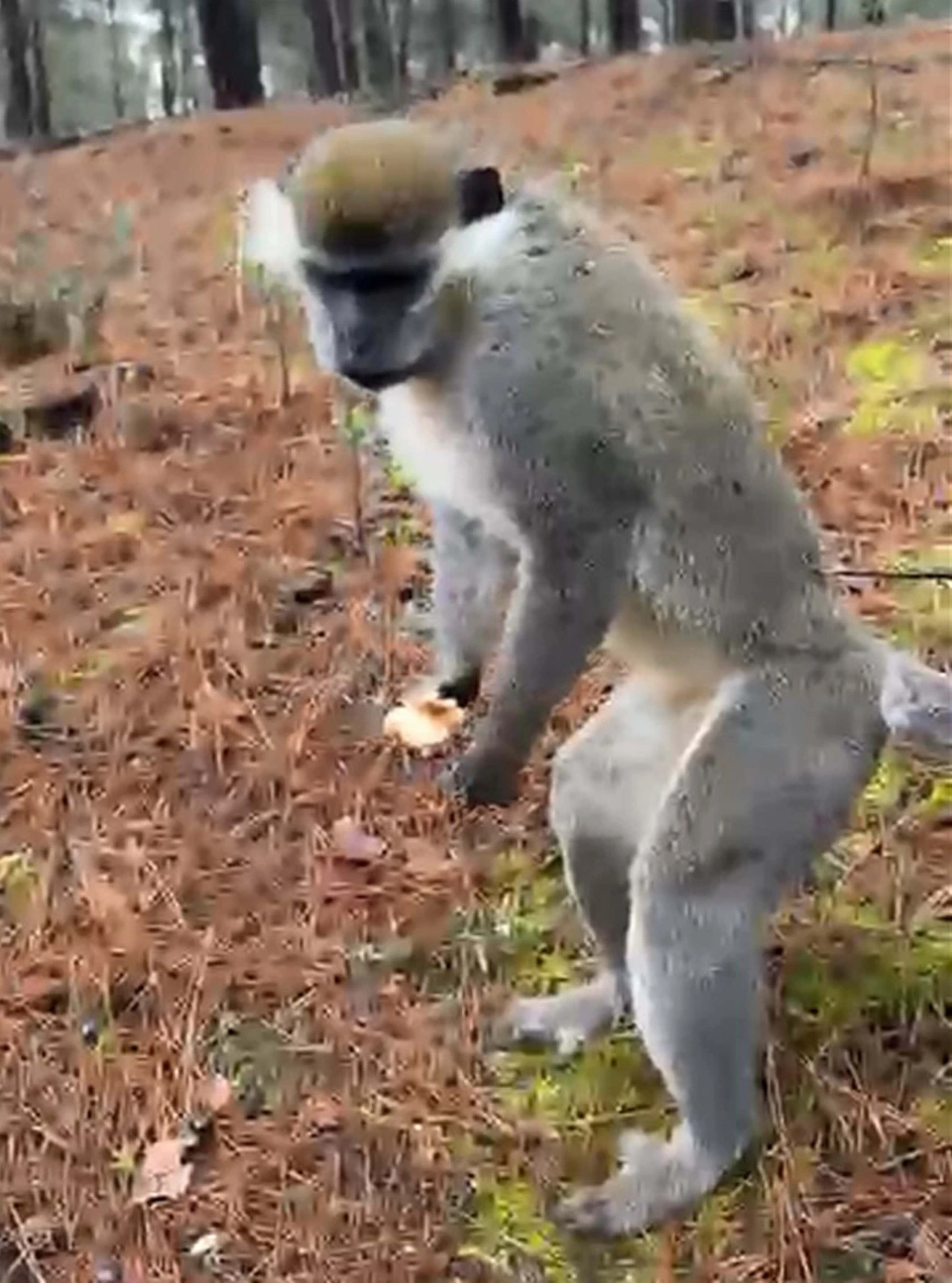 Denizli'de Ormanda Maymun Sürprizi! Simitle Besledi (3)-1