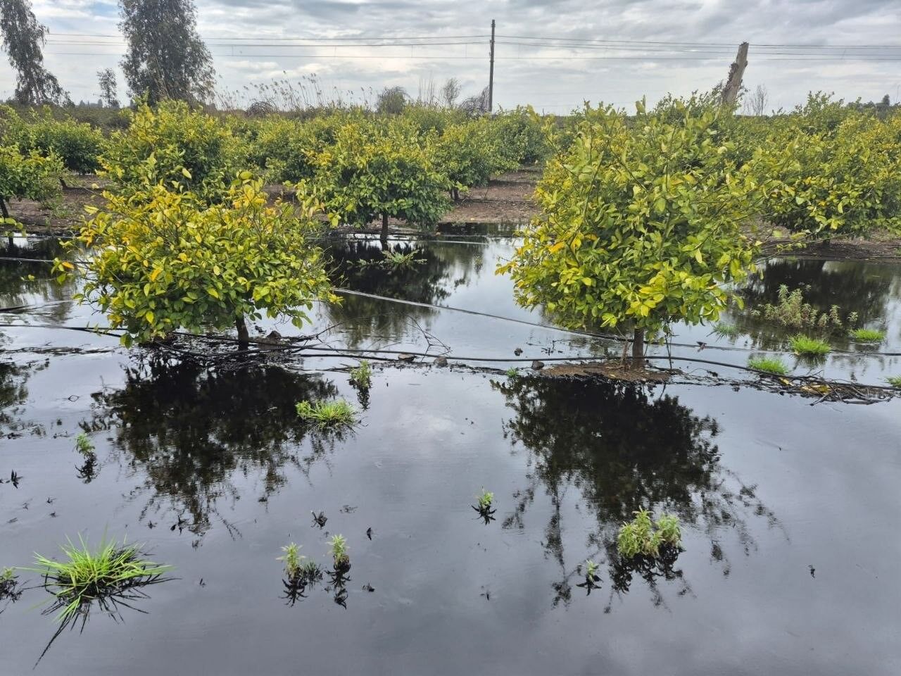 Hatay’da Akaryakıt Tankeri Portakal Bahçesine Devrildi (4)