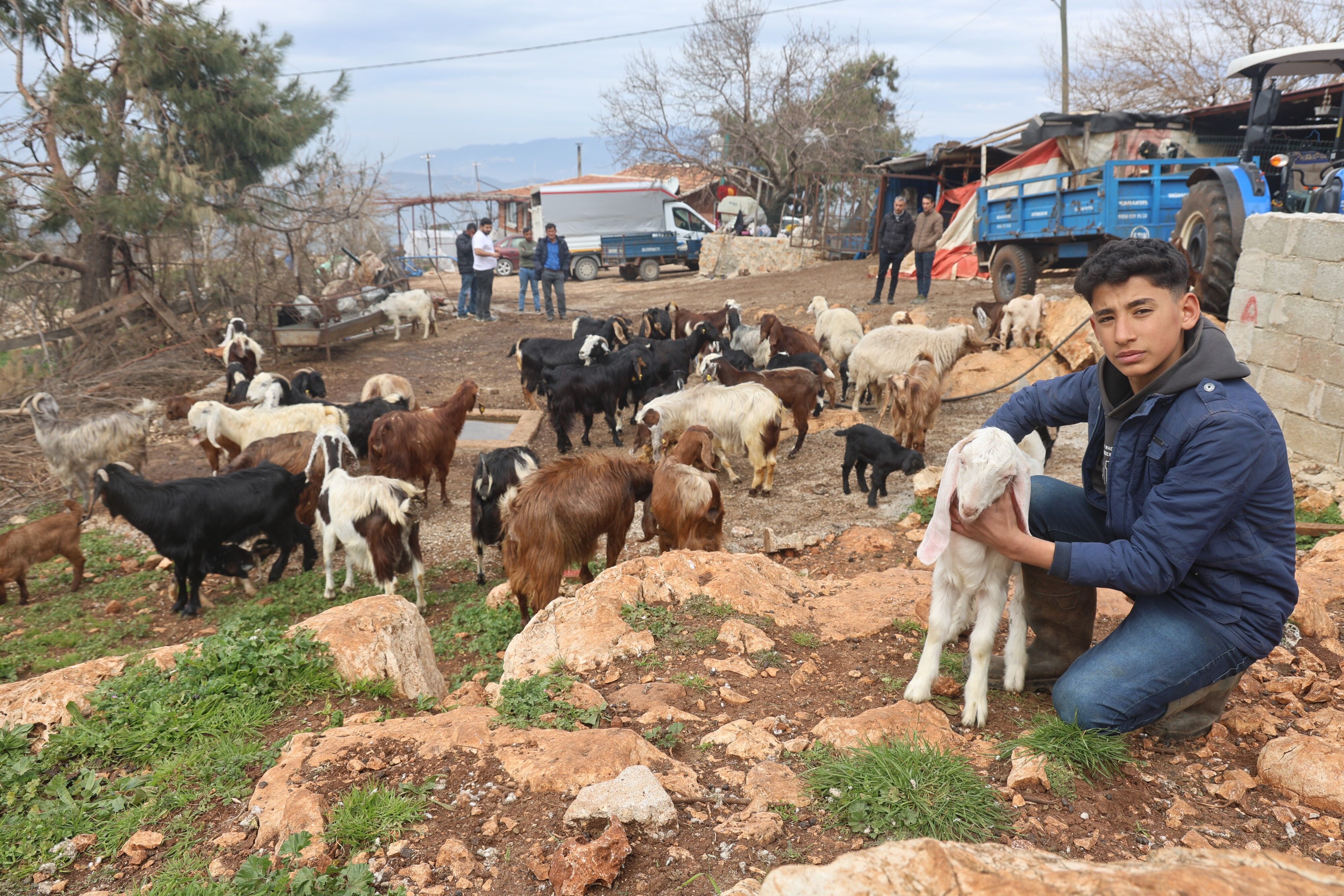 Hatay’da Yağmur Suyundan İçen 43 Küçükbaş Hayvan Telef Oldu (2)