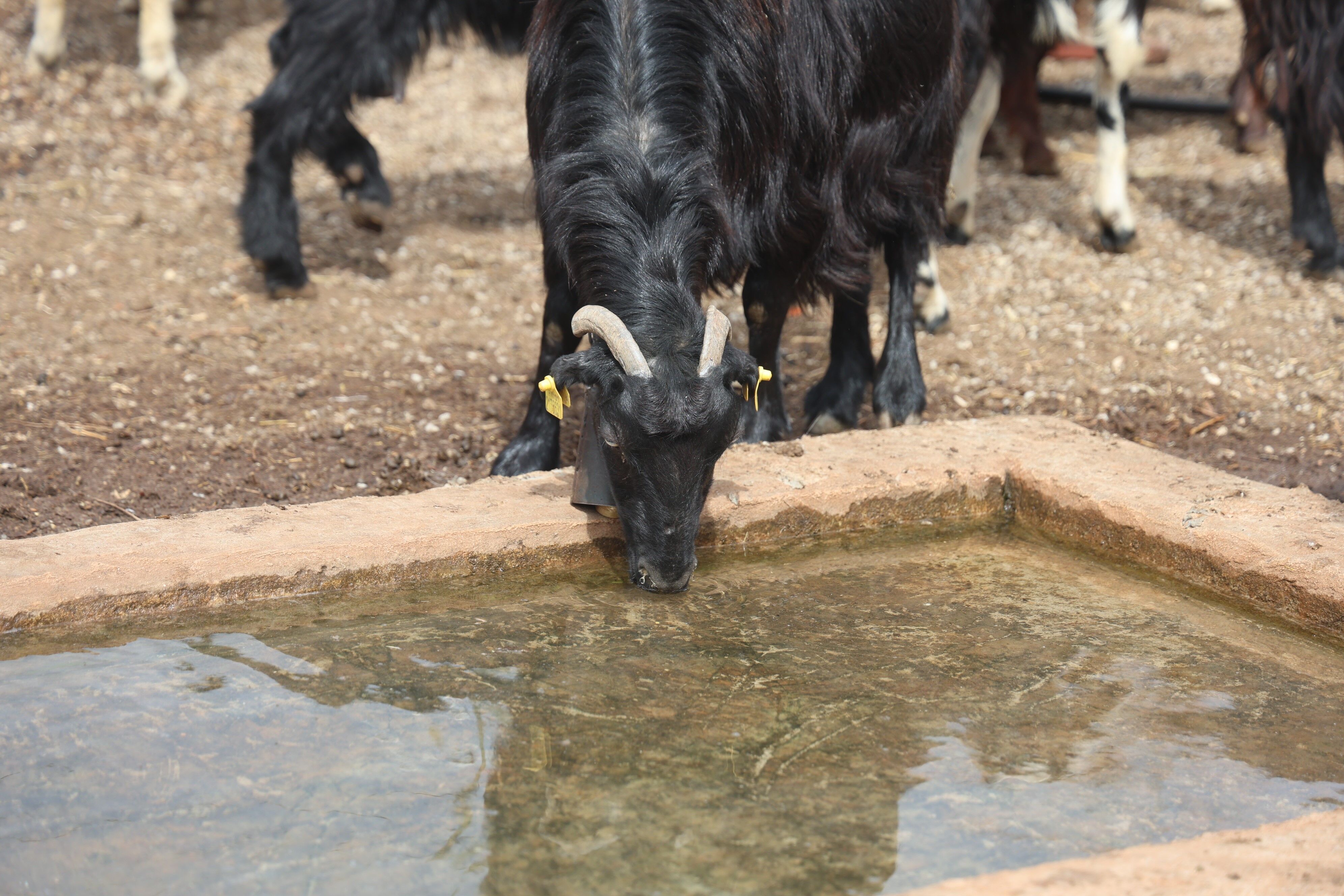 Hatay’da Yağmur Suyundan İçen 43 Küçükbaş Hayvan Telef Oldu (4)