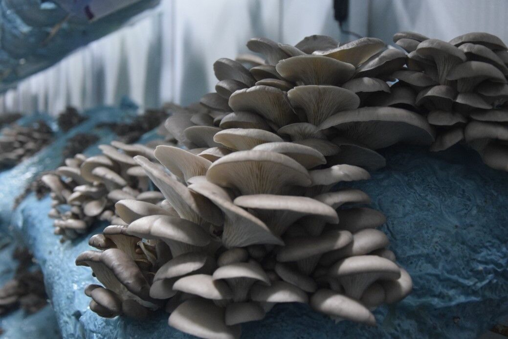 Hobi Olarak Başladı, Tesis Kurdu; Günde 1 Ton Üretiyor (1)