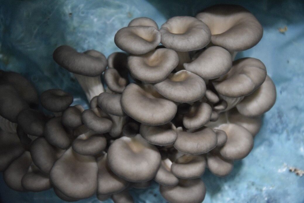 Hobi Olarak Başladı, Tesis Kurdu; Günde 1 Ton Üretiyor (3)