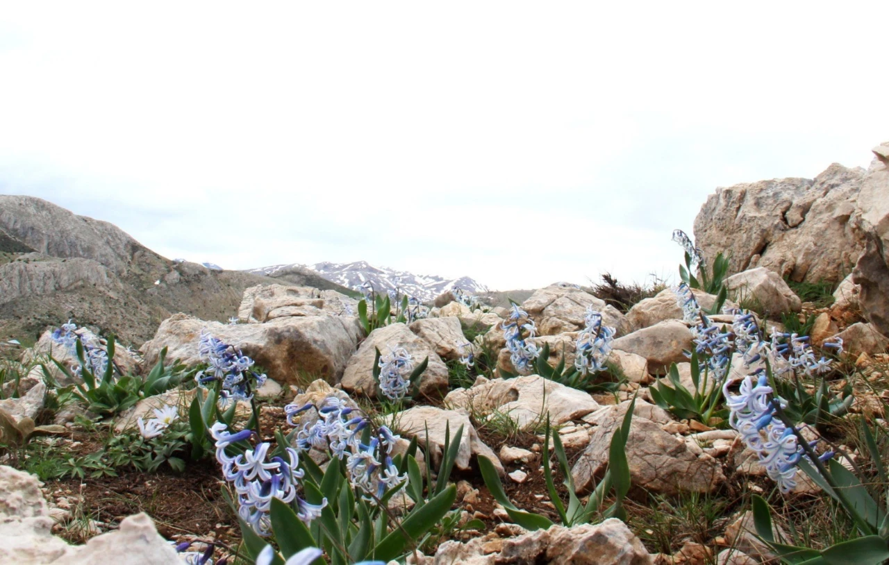 Kahramanmaraş Afşin'de Görsel Şölen! Karların Arasından Çıkan Kaya Sümbülleri (1)