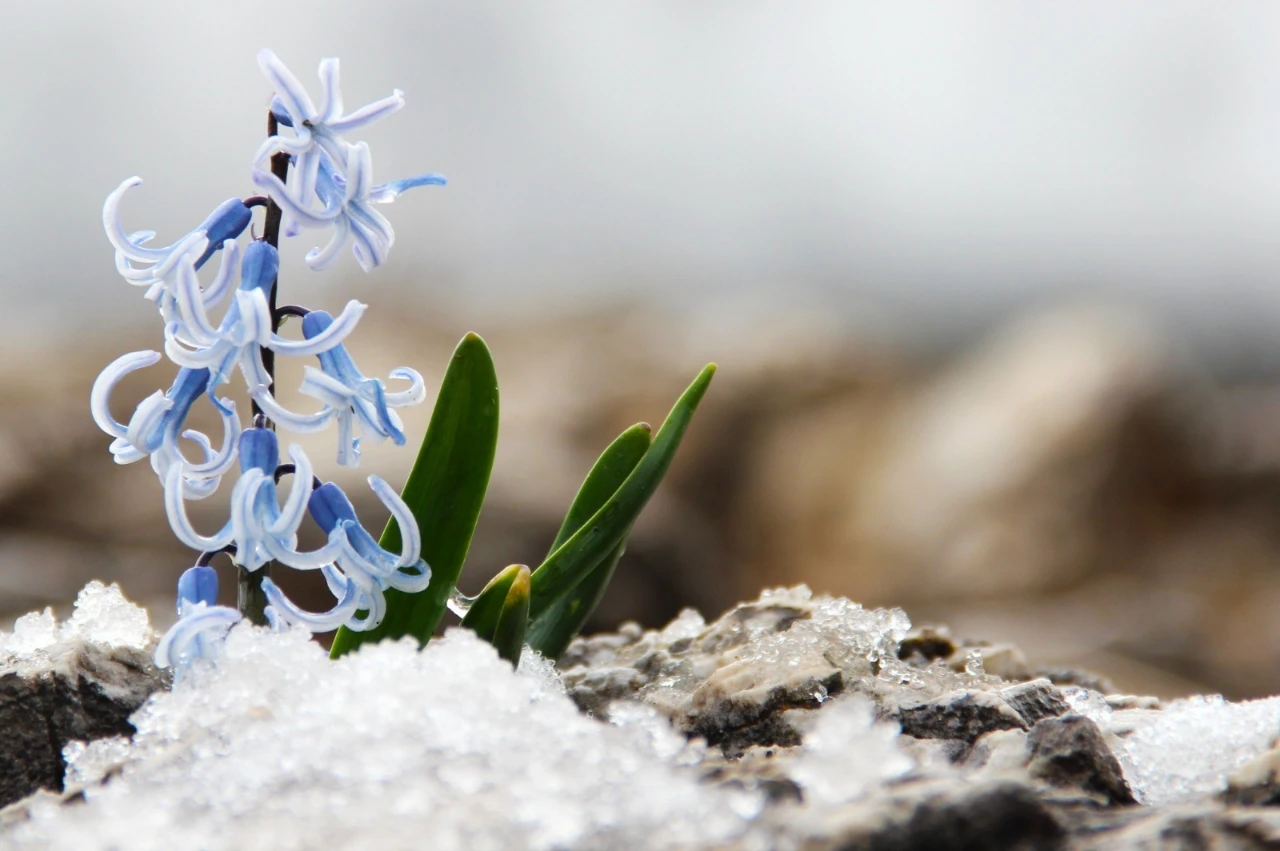 Kahramanmaraş Afşin'de Görsel Şölen! Karların Arasından Çıkan Kaya Sümbülleri (2)