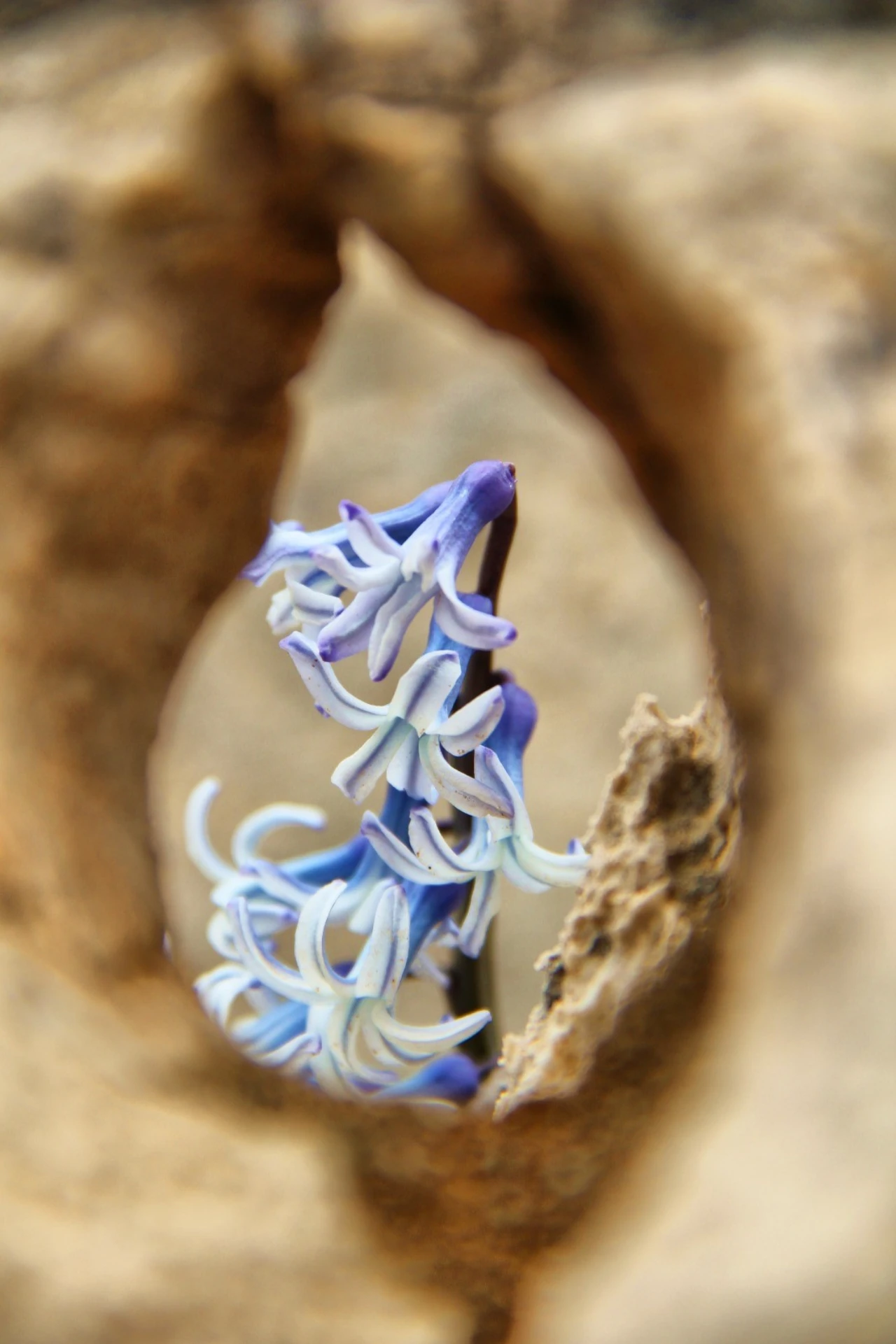 Kahramanmaraş Afşin'de Görsel Şölen! Karların Arasından Çıkan Kaya Sümbülleri (3)