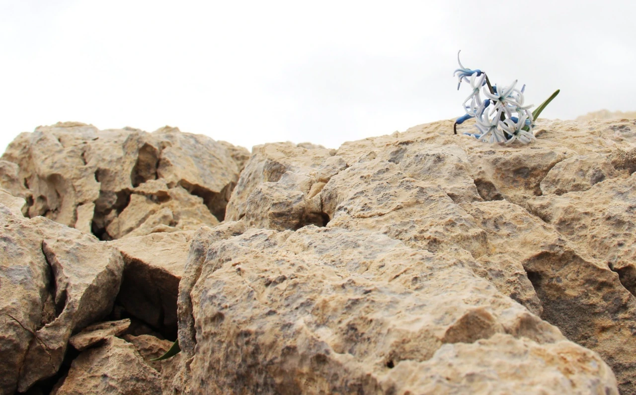 Kahramanmaraş Afşin'de Görsel Şölen! Karların Arasından Çıkan Kaya Sümbülleri (5)