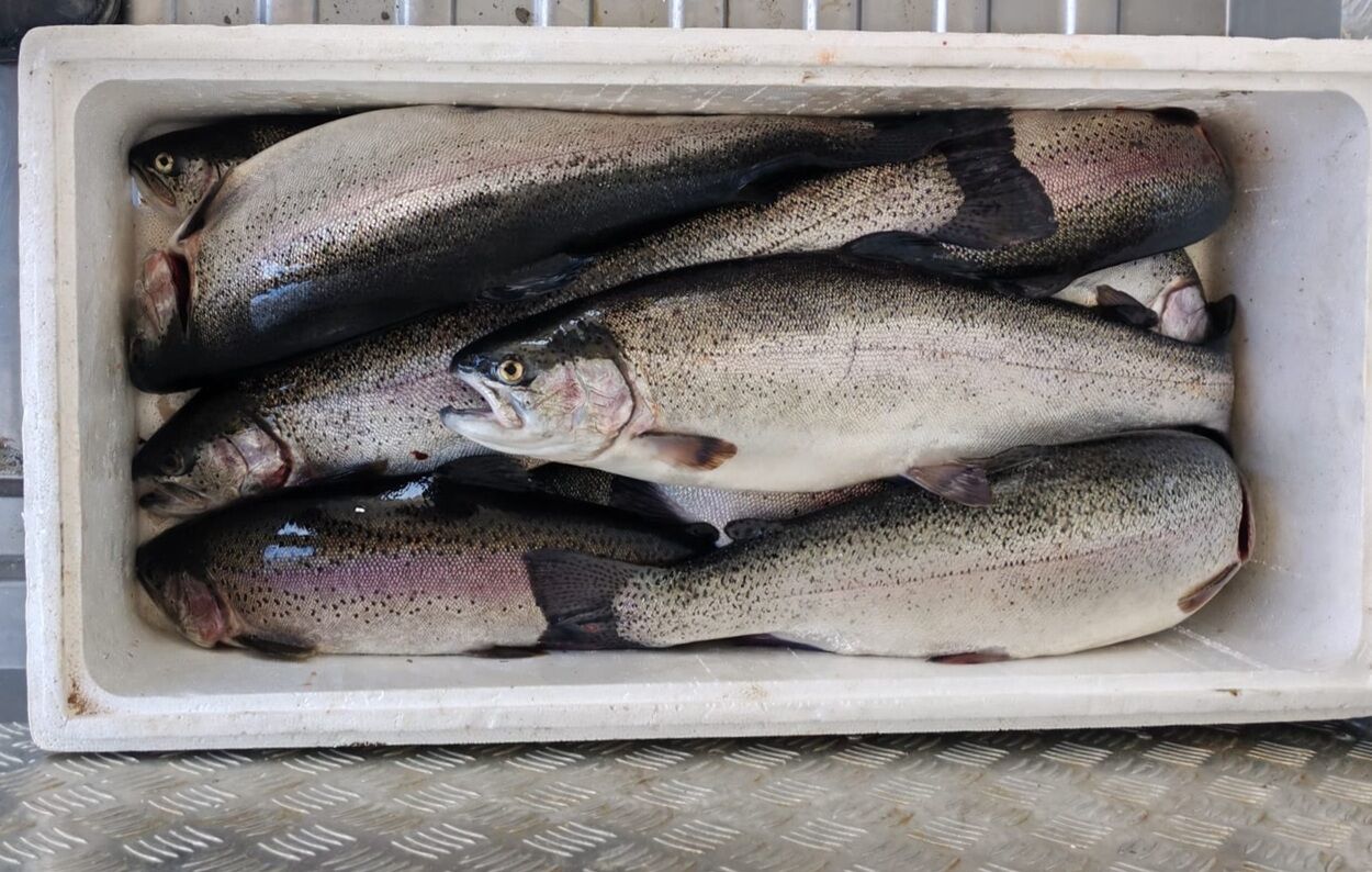 Kahramanmaraş’ta Balık Avlamak Yasaklandı (1)