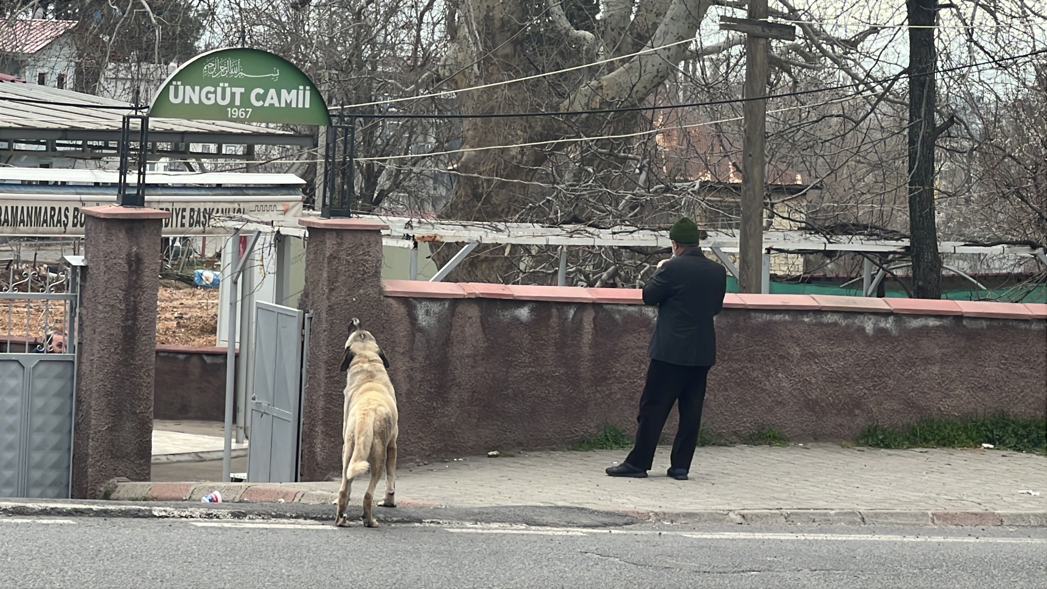 Kahramanmaraş’ta Cami Önünde Köpek, Ezanla Birlikte Uladı (3)