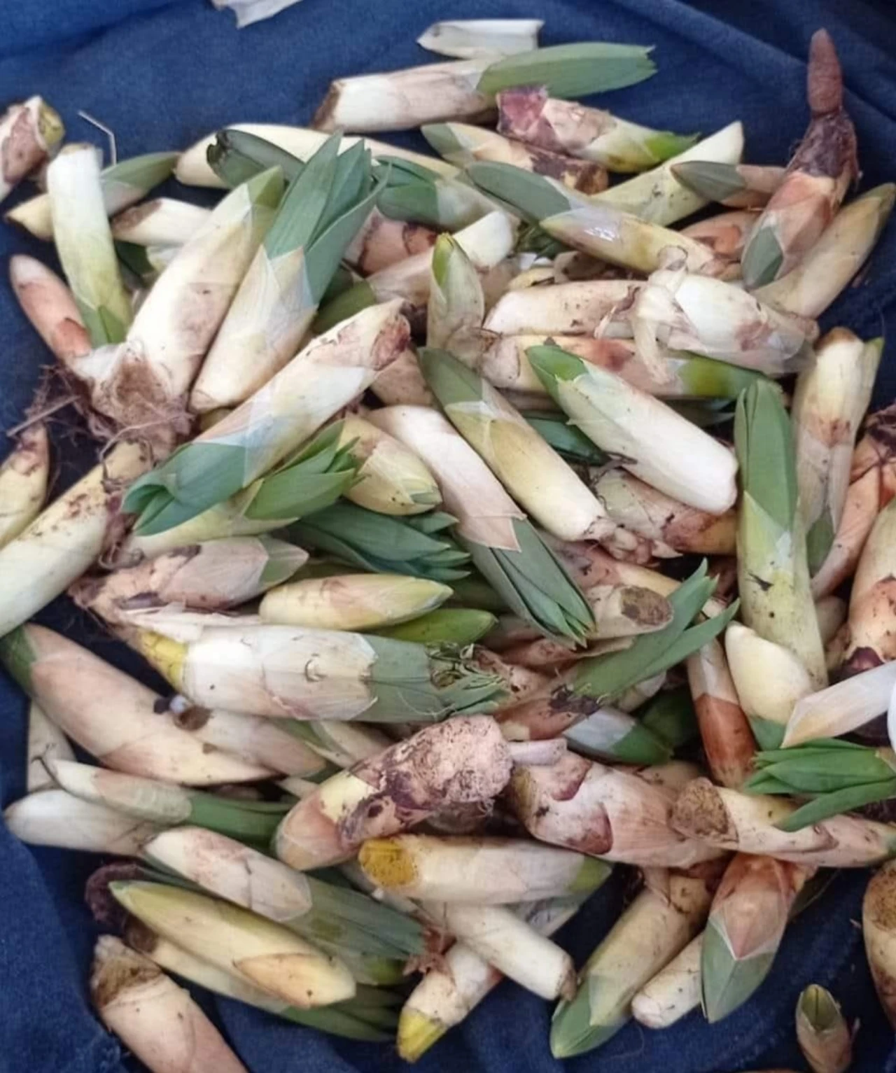 Kahramanmaraş'ta Dağlardan Gelen Şifa! Çiriş Mesaisi (2)