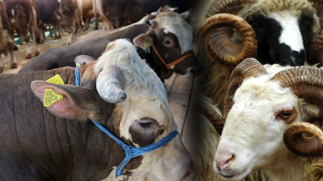 Kahramanmaraş’ta Kurbanlık Pazarlıkları Başladı: İlk Fiyatlar Açıklandı