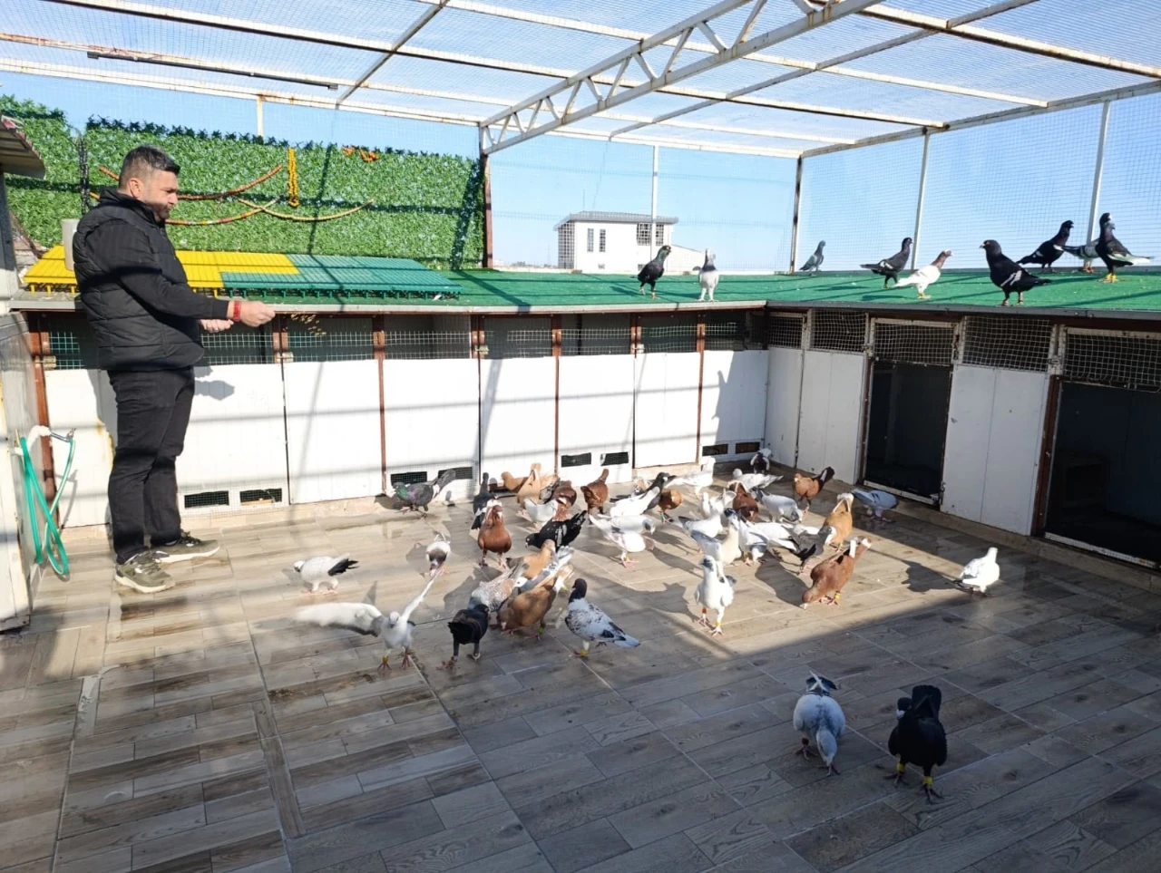 Kahramanmaraş’ta Memurluğu Bıraktı Şimdi Güvercinleri Otomobil Fiyatına Satılıyor (2)