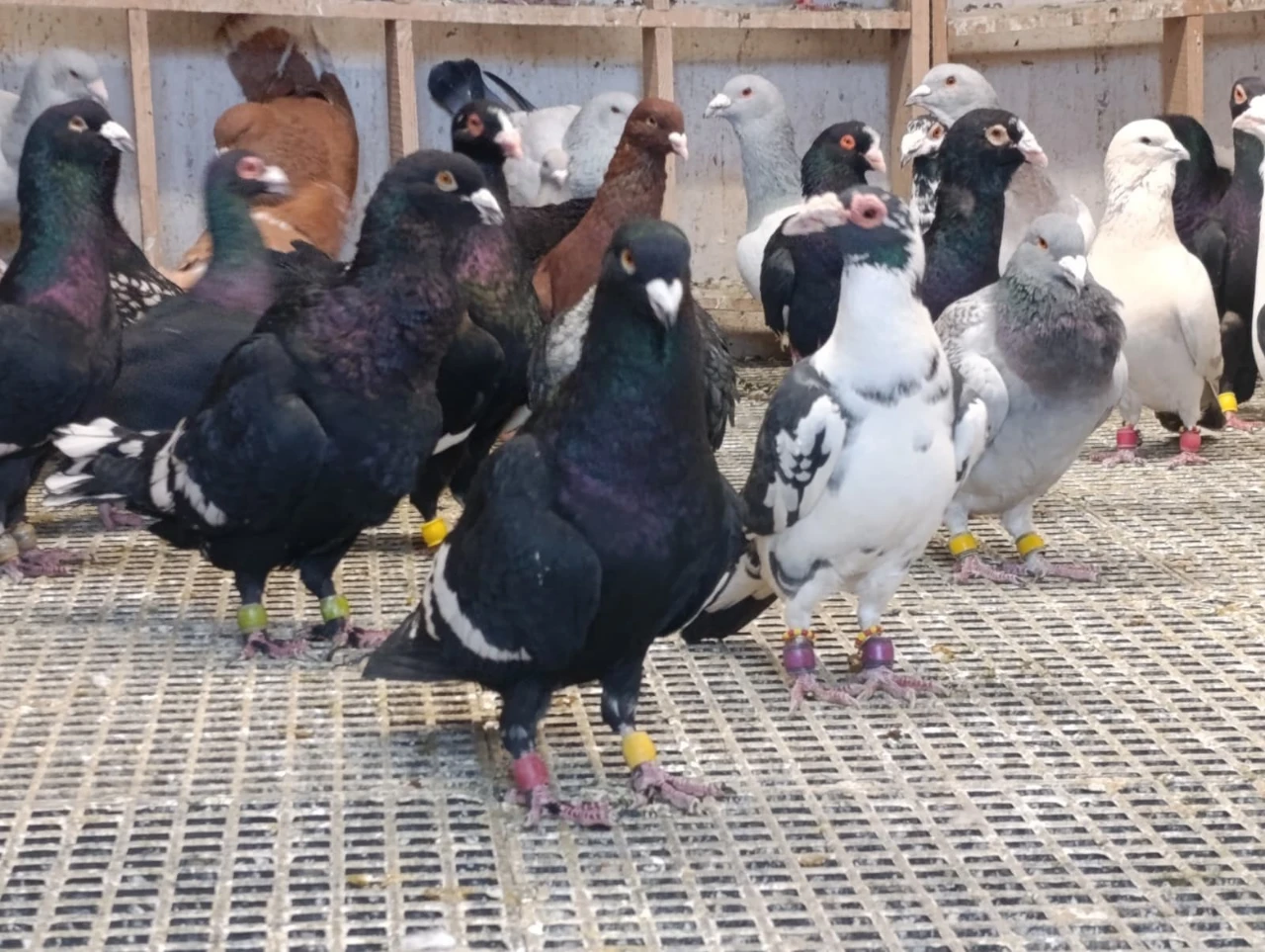 Kahramanmaraş’ta Memurluğu Bıraktı Şimdi Güvercinleri Otomobil Fiyatına Satılıyor (5)