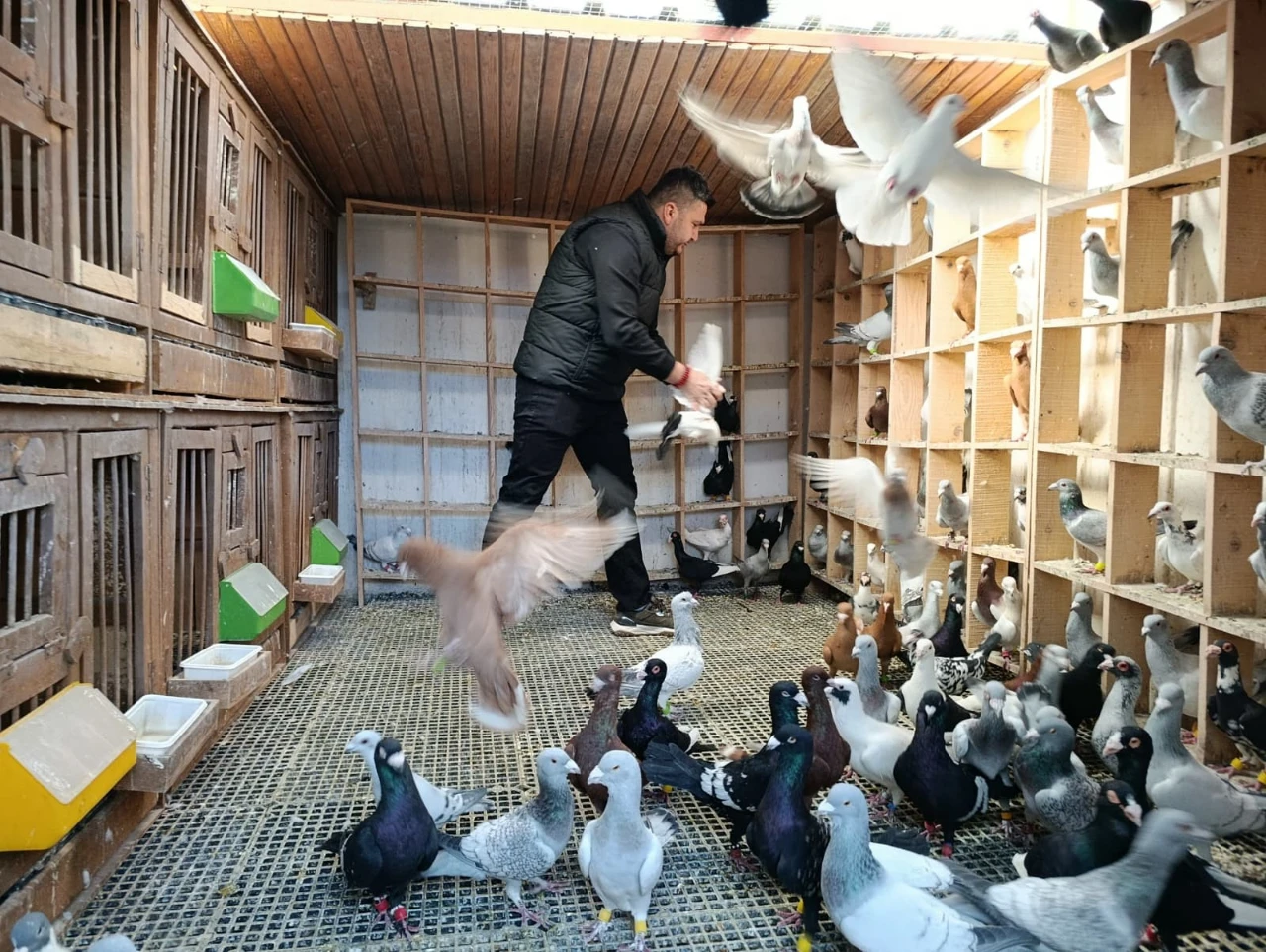 Kahramanmaraş’ta Memurluğu Bıraktı Şimdi Güvercinleri Otomobil Fiyatına Satılıyor (6)