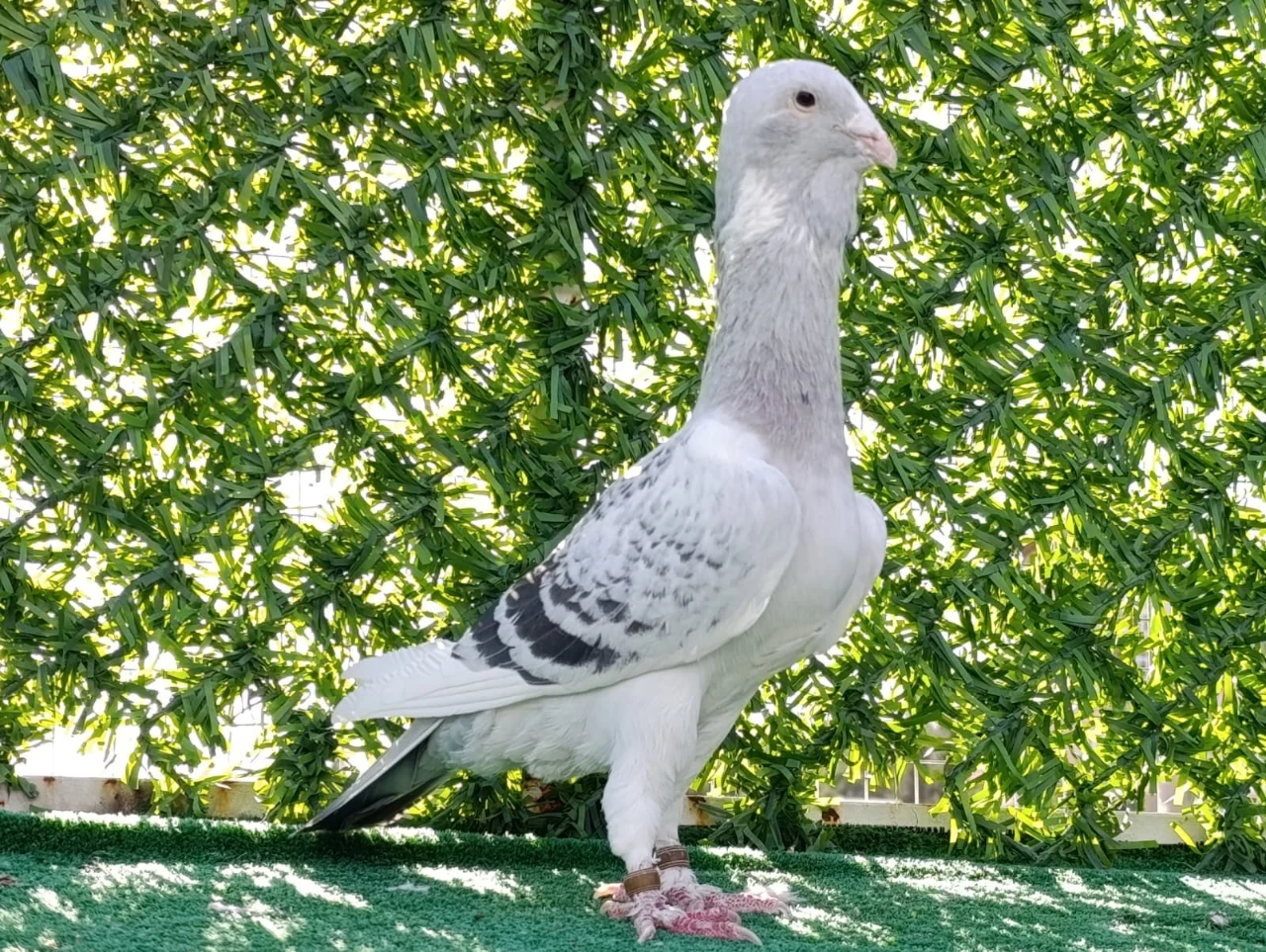 Kahramanmaraş’ta Memurluğu Bıraktı Şimdi Güvercinleri Otomobil Fiyatına Satılıyor (7)