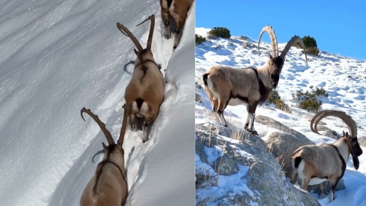Kahramanmaraş’ta Yaban Keçileri Artıyor Sayıları 1100’E Ulaştı-1