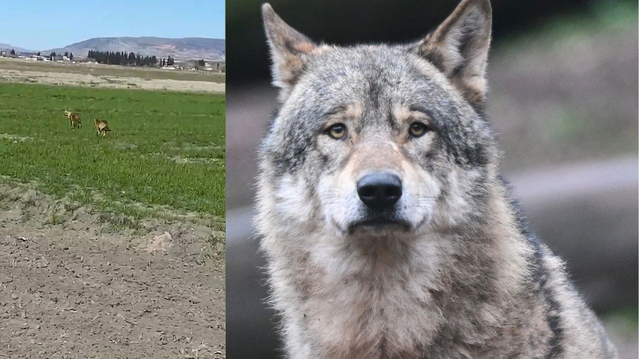 Kahramanmaraş’ta Yaban Kurtlar Köye İndi
