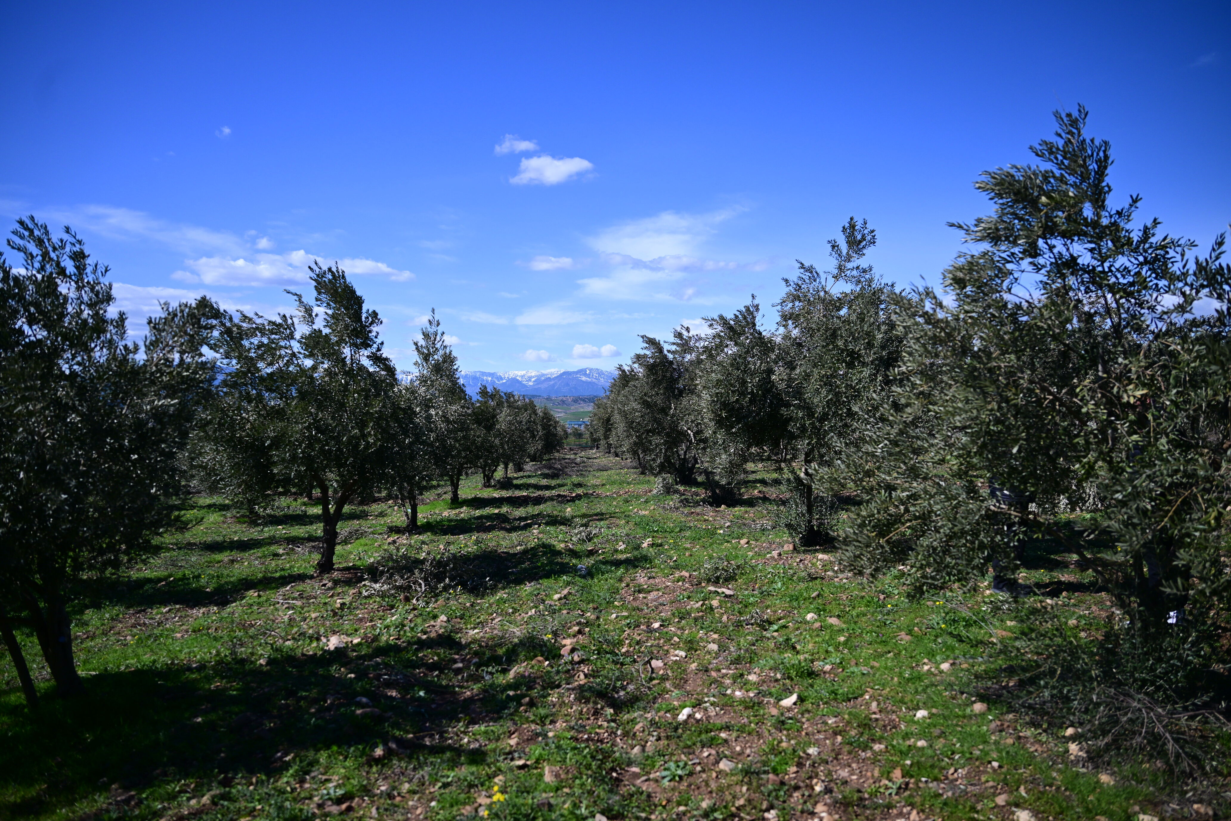 Kahramanmaraş’ta Zeytin Üreticilerine Kritik Uyarı Acele Etmeyin (2)