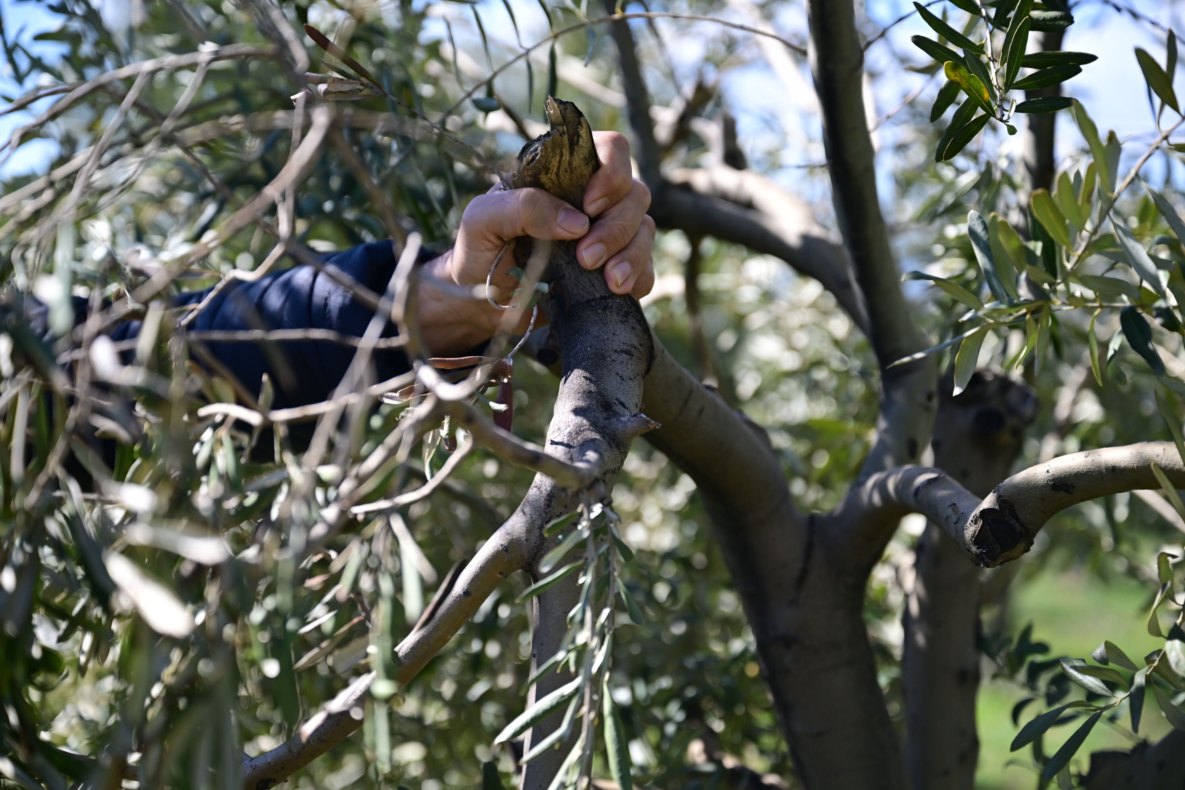 Kahramanmaraş’ta Zeytin Üreticilerine Kritik Uyarı Acele Etmeyin (3)