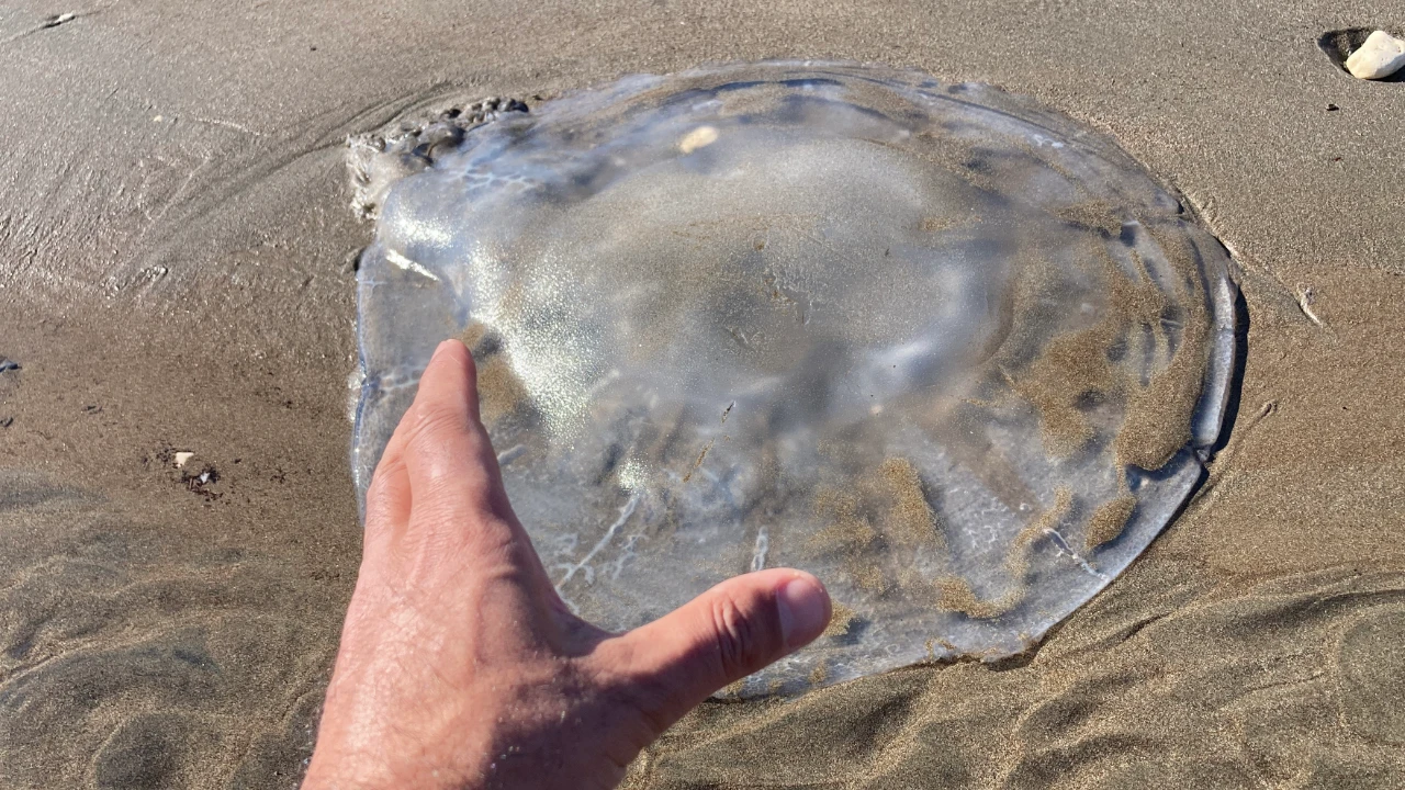 Mersin'de Denize Girecekler Dikkat! Sahilleri Zehirli Türler Bastı (1)