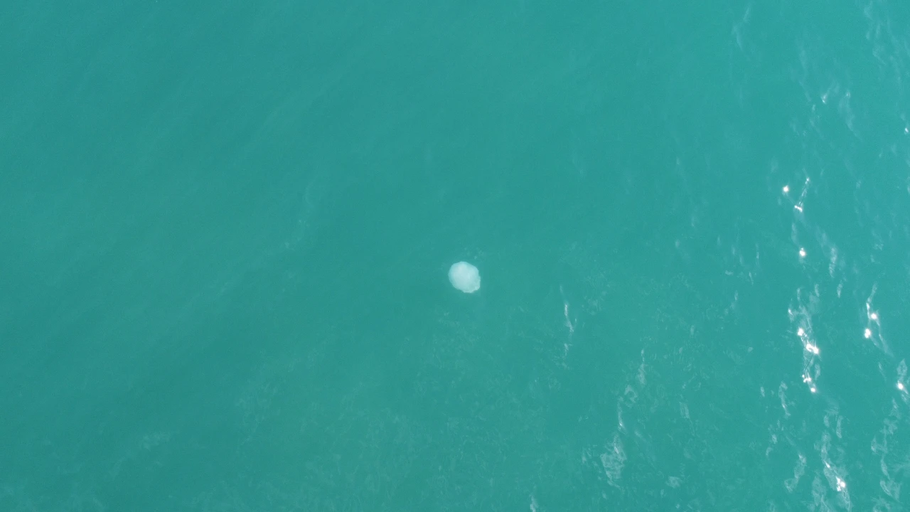 Mersin'de Denize Girecekler Dikkat! Sahilleri Zehirli Türler Bastı (2)