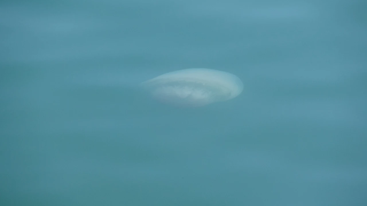 Mersin'de Denize Girecekler Dikkat! Sahilleri Zehirli Türler Bastı (3)