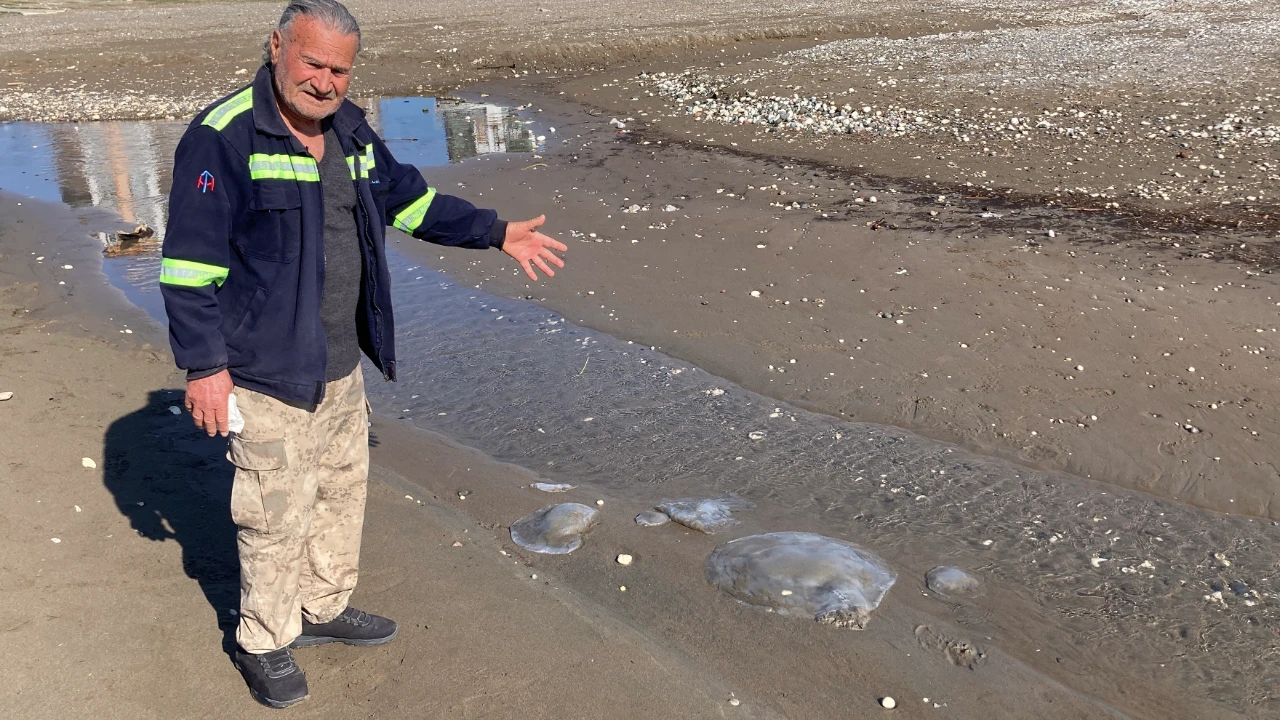 Mersin'de Denize Girecekler Dikkat! Sahilleri Zehirli Türler Bastı (4)