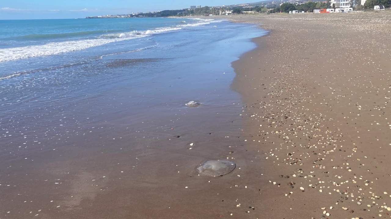 Mersin'de Denize Girecekler Dikkat! Sahilleri Zehirli Türler Bastı (6)