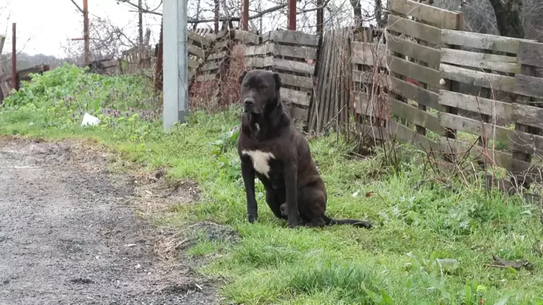 Okuldan Eve Dönen 6 Yaşındaki Çocuğa Sokak Köpekleri Saldırdı (2)