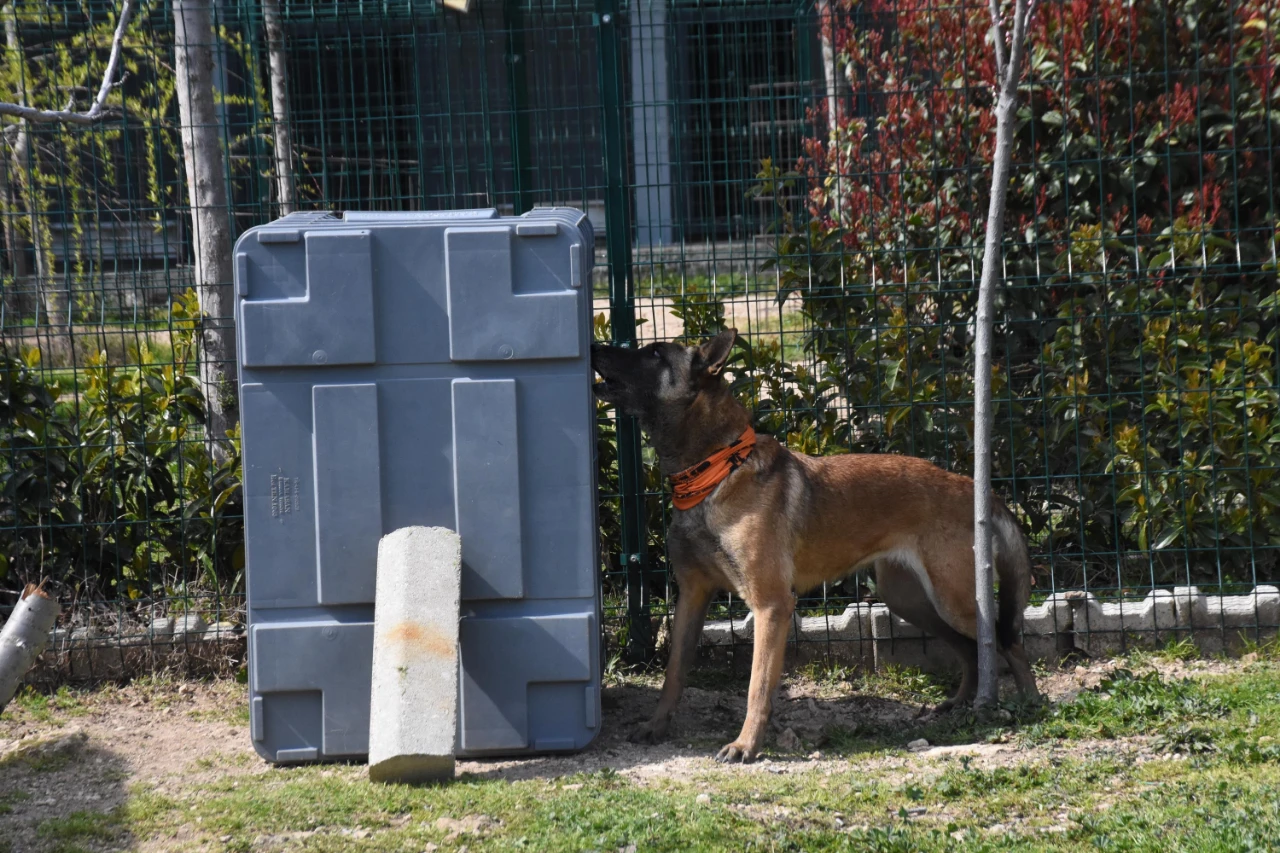 Türkiye’de Arama Kurtarma Köpekleri Için Kritik Uyarı Sayı Artırılmalı (4)